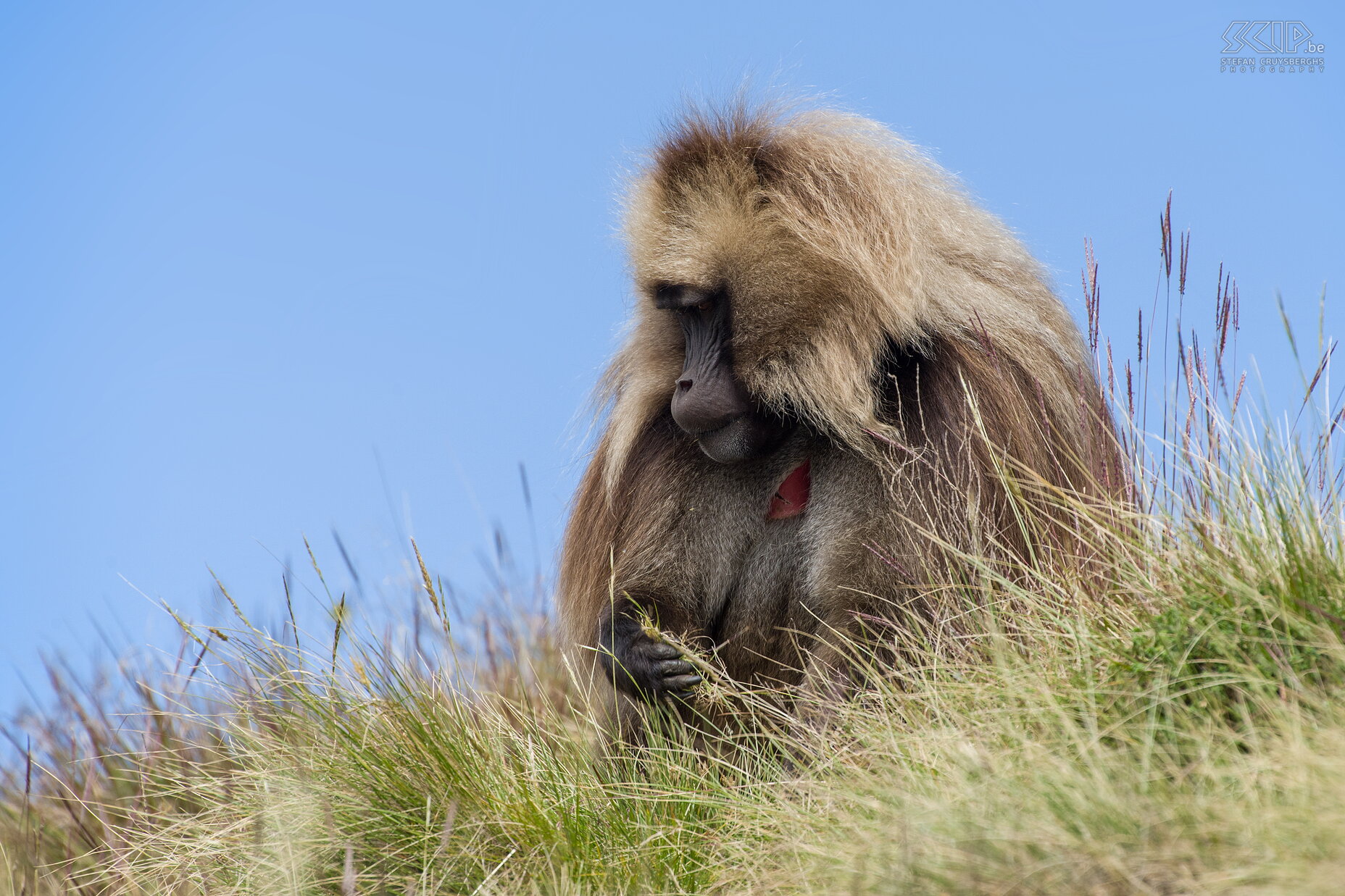 Simien Mountains - Ghenek - Gelada baviaan  Stefan Cruysberghs